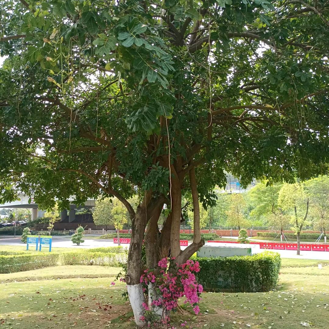 天高云旺