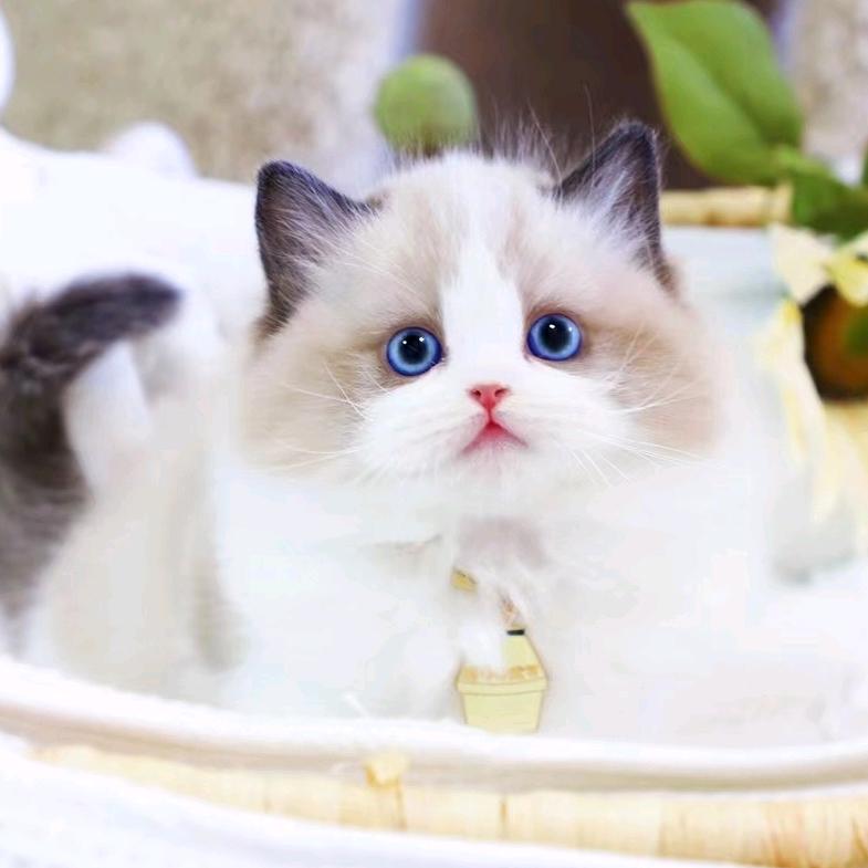 哆咪领猫咪馆