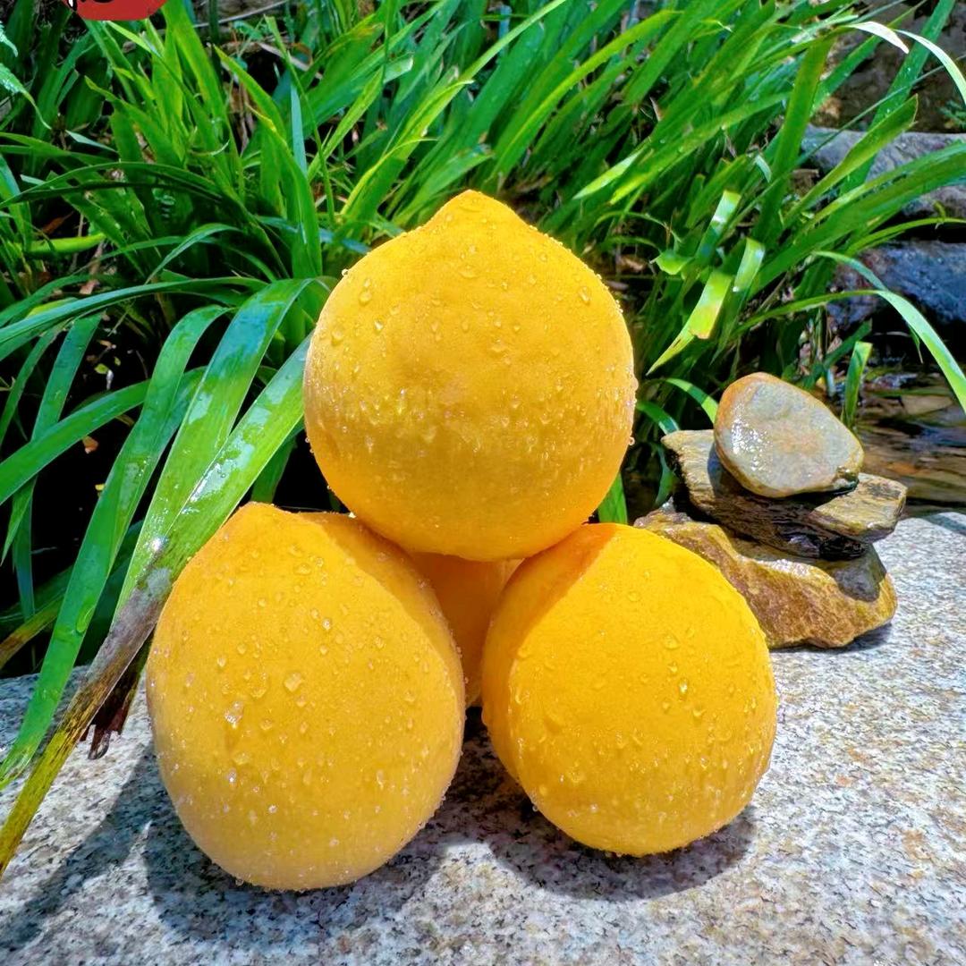 横江村锦绣黄桃