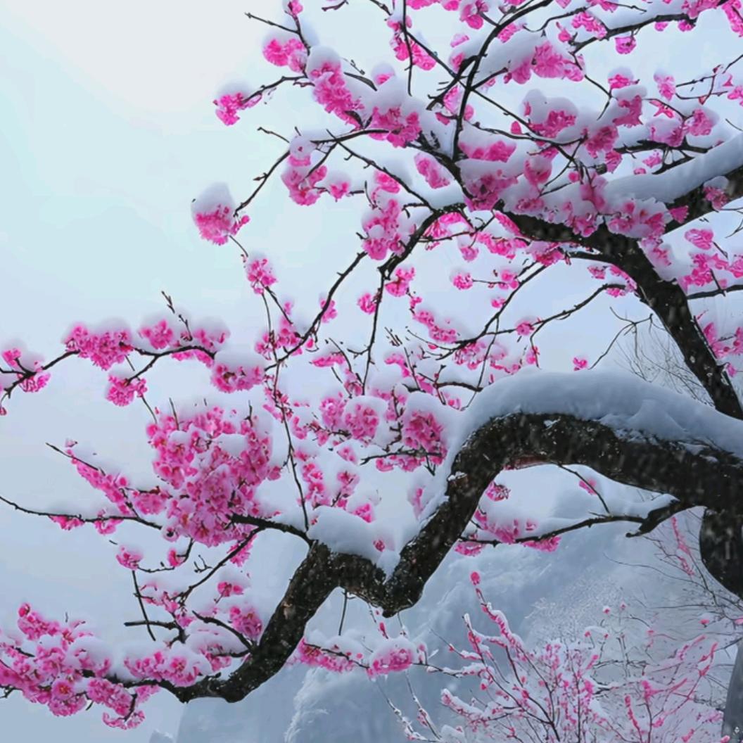 鹏泉