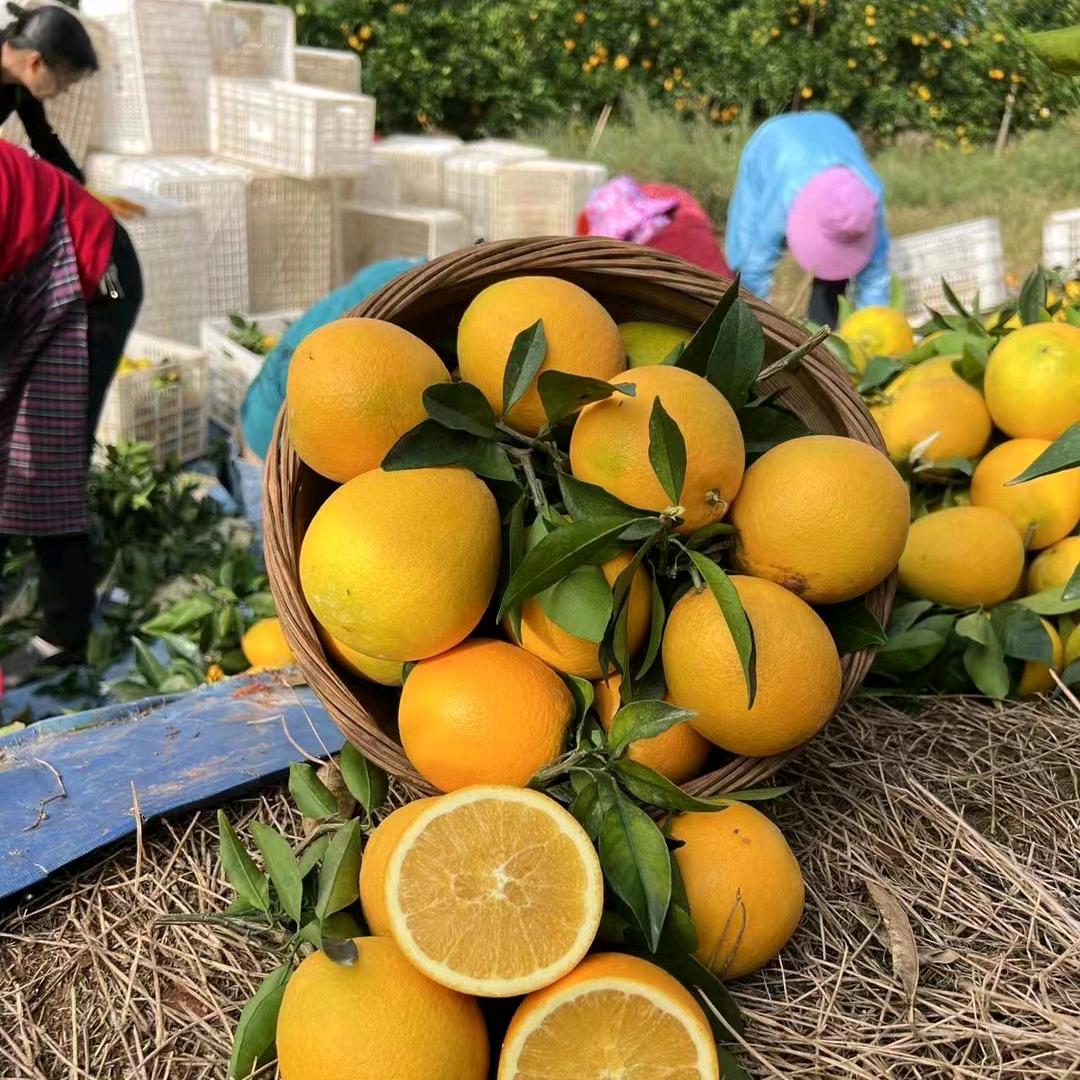 橙乡芳姐土特产
