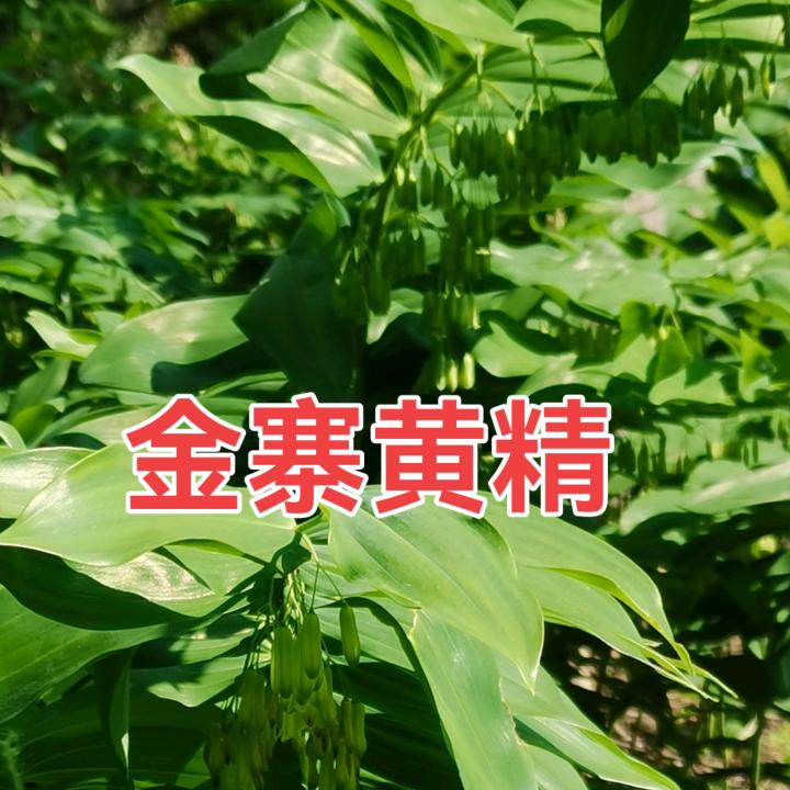 家在金寨