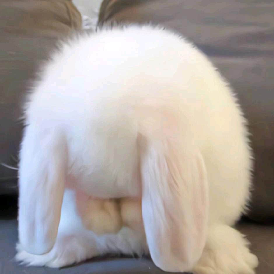 翻脸不认兔子