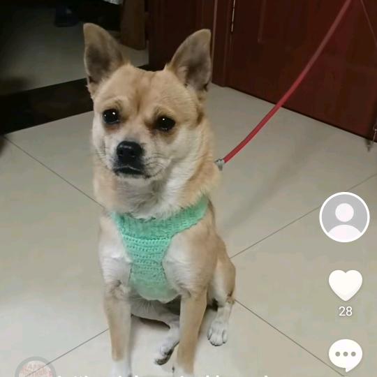 团团是只小土狗