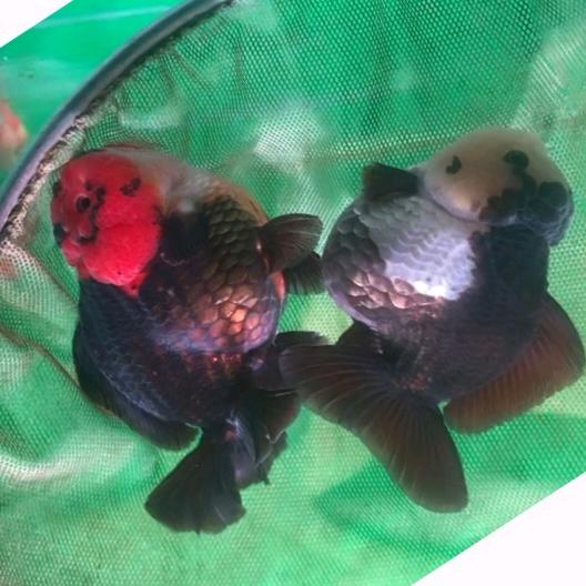 陈塘主（5点23分）