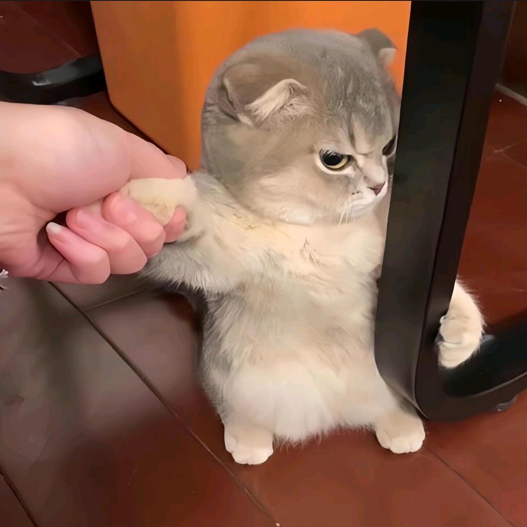 月半弯紫辉