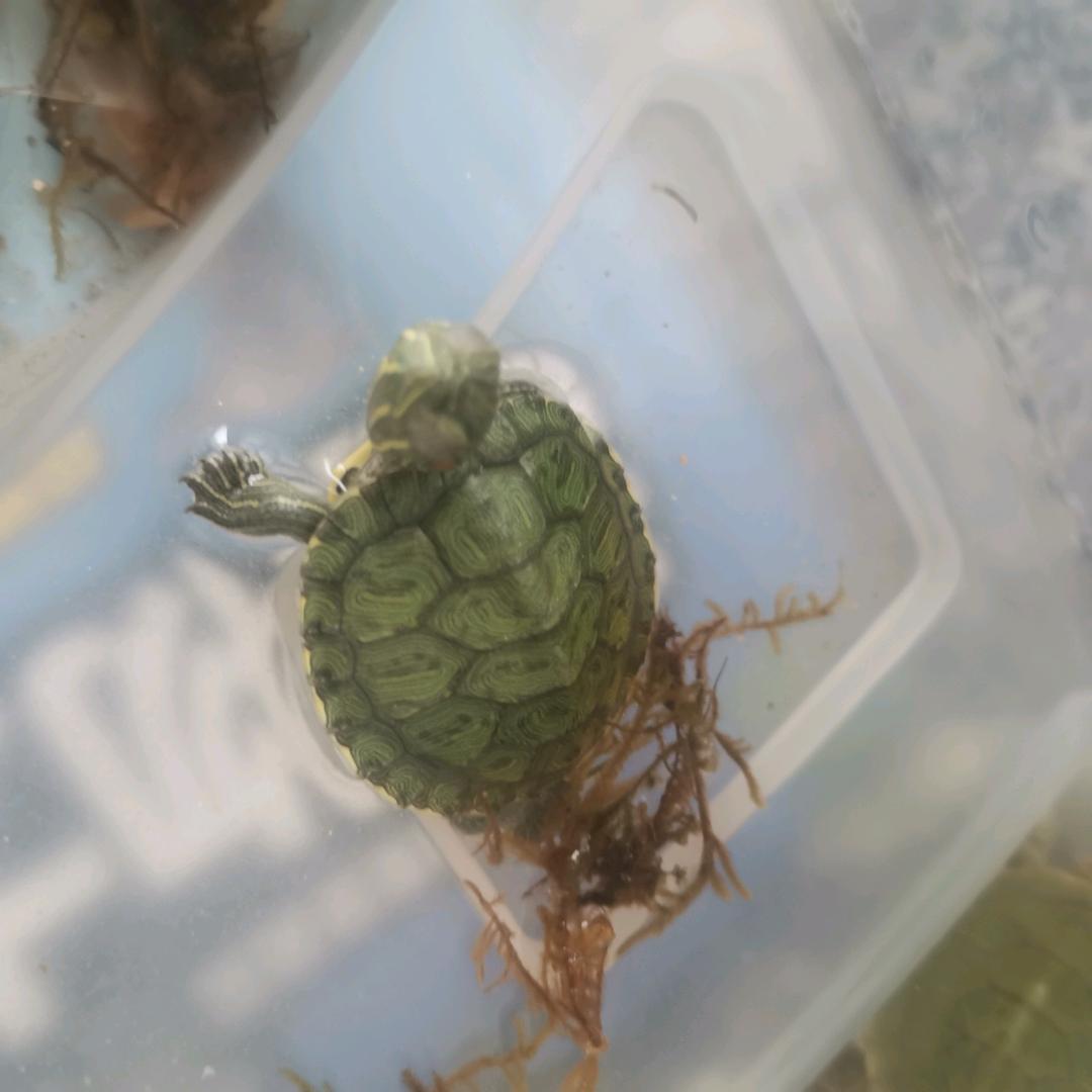 地摊三杰是我的特长