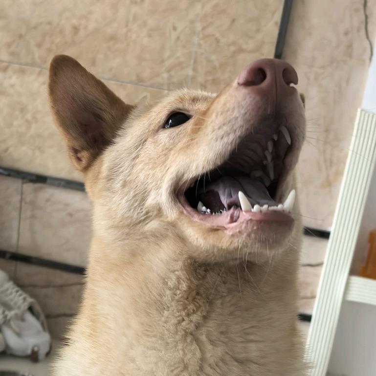 啸天⭐头像