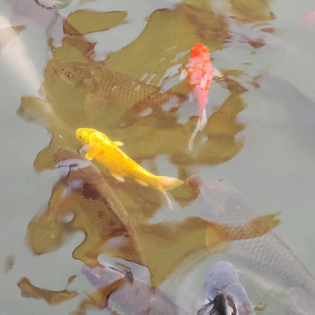 🇨🇳参考🇨🇳