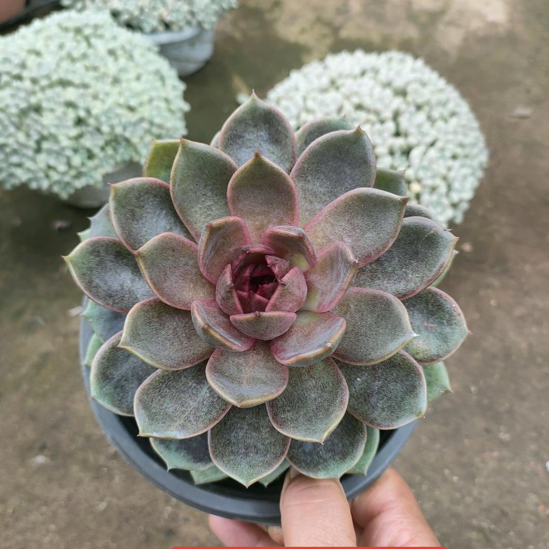 阿晨多肉