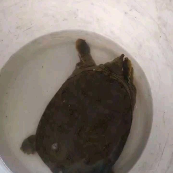 战狼