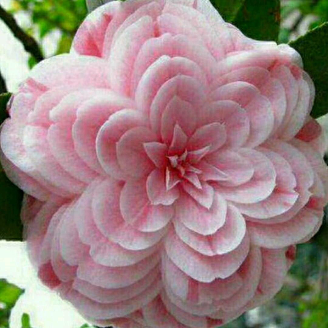 🌷安心在家🌷