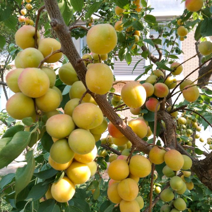 生活麻