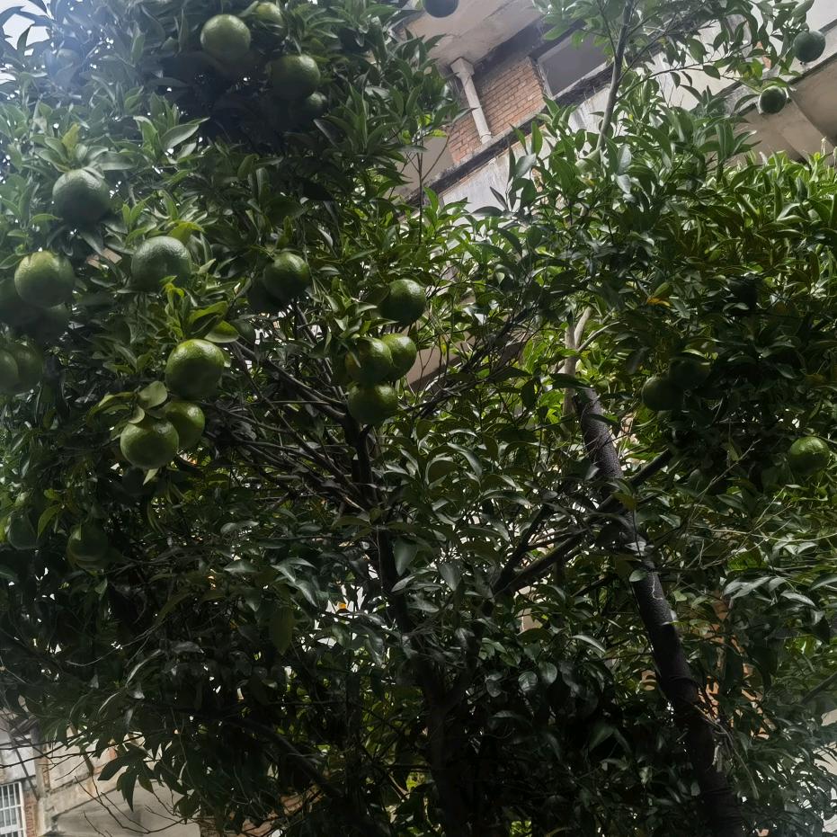 南无阿弥陀佛🙏🙏