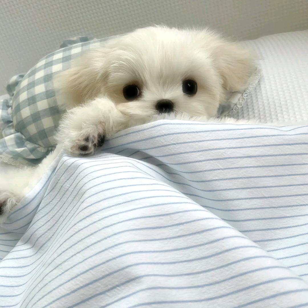小酱