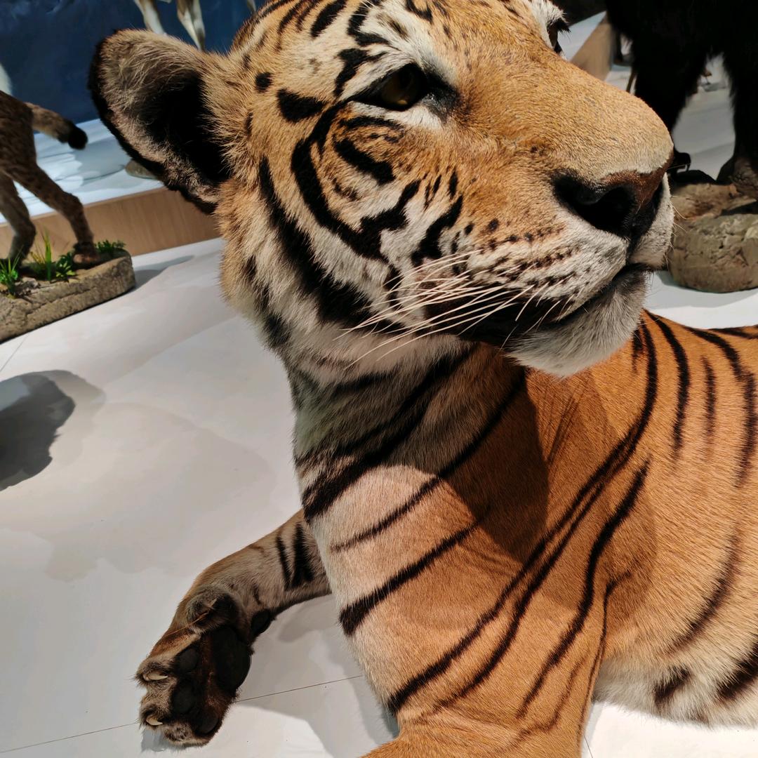 猫先生