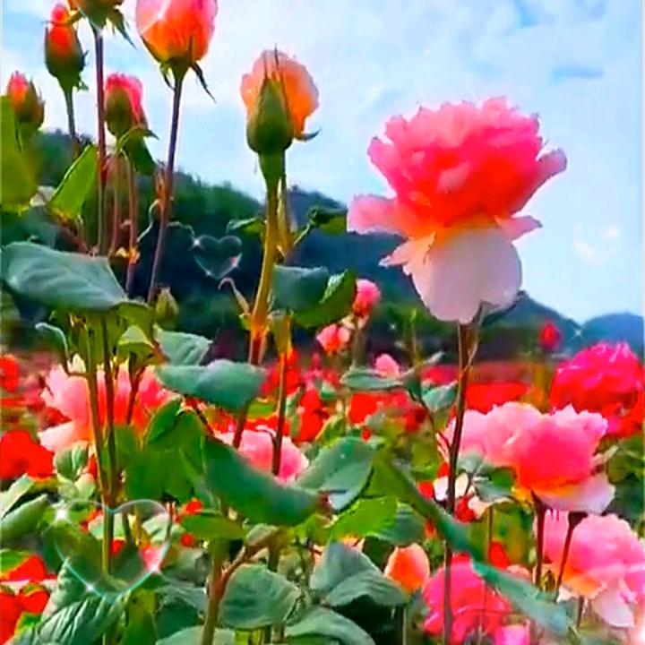 一生平安