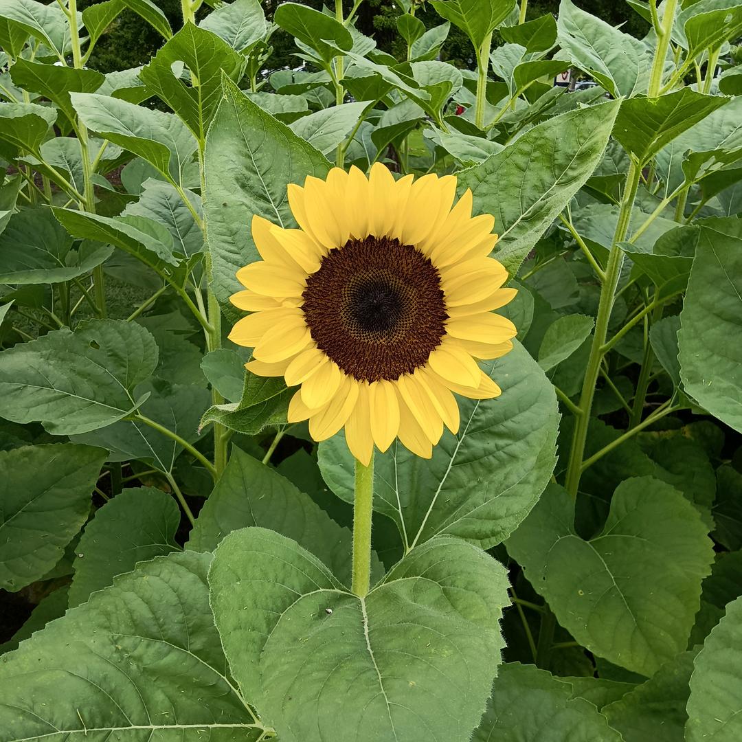 太阳花