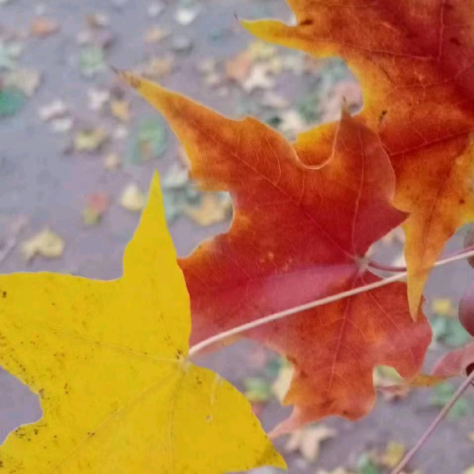 @琼开心（记录生活）