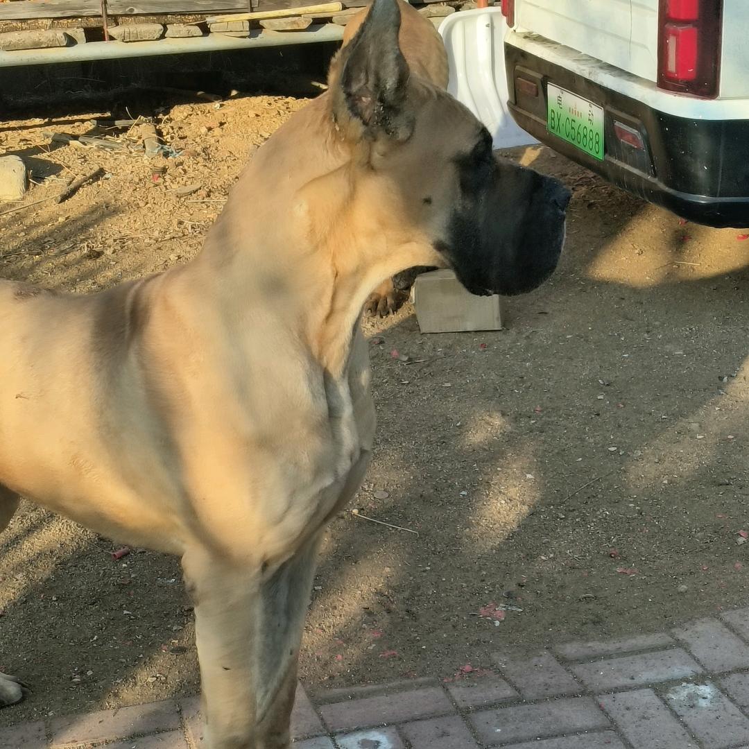 东丰县晓龙大丹