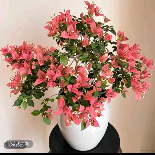 💞ঞ白开水꧔ꦿ᭄💞