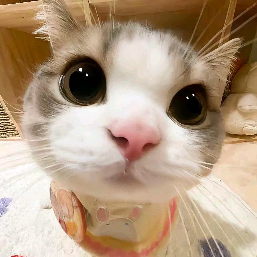 O泡🥄（想见邵子恒版）