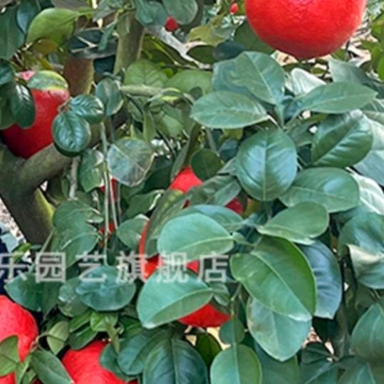 林天宇