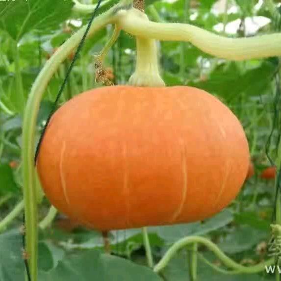 小兰瓜🐇（焊武帝）