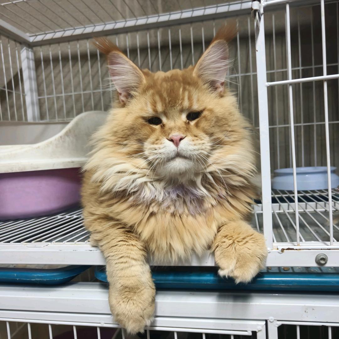 福猫鸣湾（缅因0元领啦）