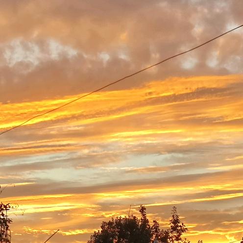 小熊猫爱喝奶茶