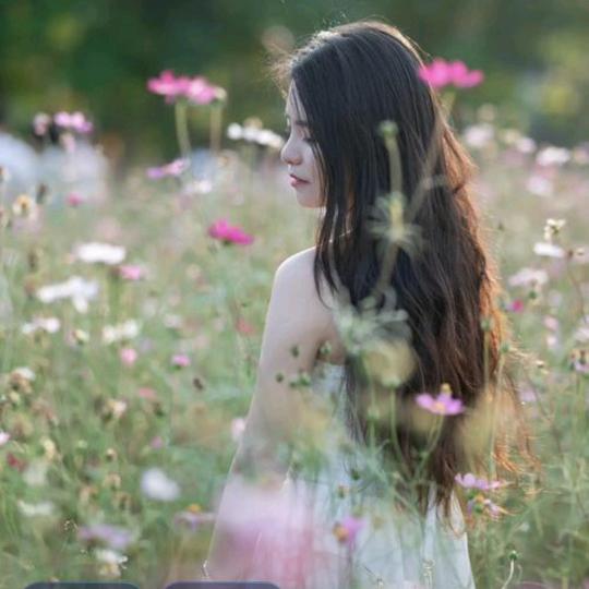 格桑花