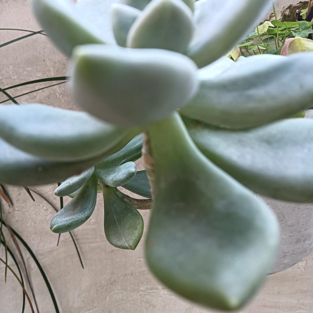 香蕉