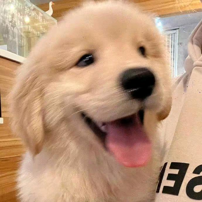 🌈🌈🌈🐶