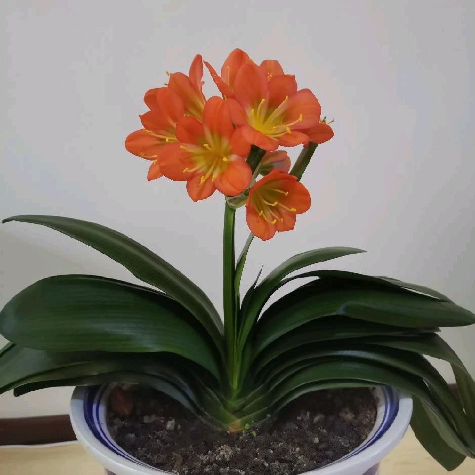 简单是福
