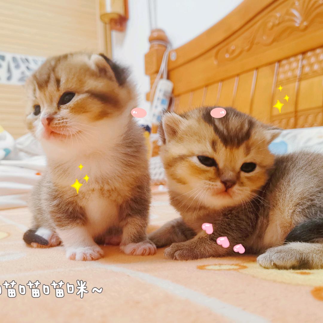 熙之源的喵喵咪呀