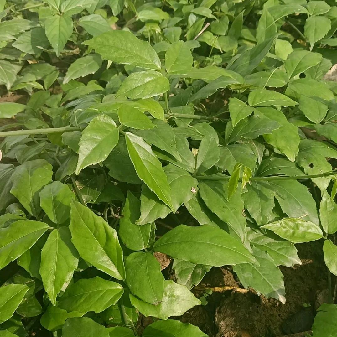 中药材种植