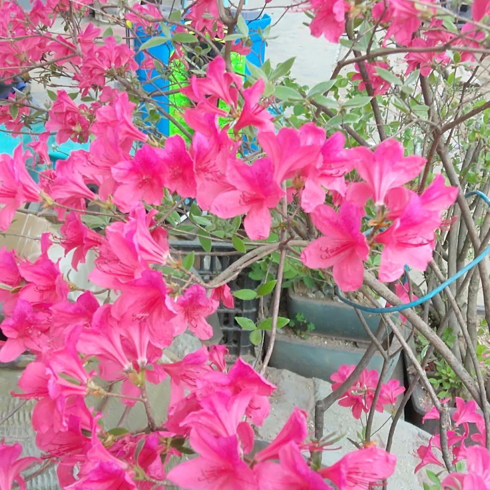 熊背血桃，卖蜂蜜，盆景帅哥！！！