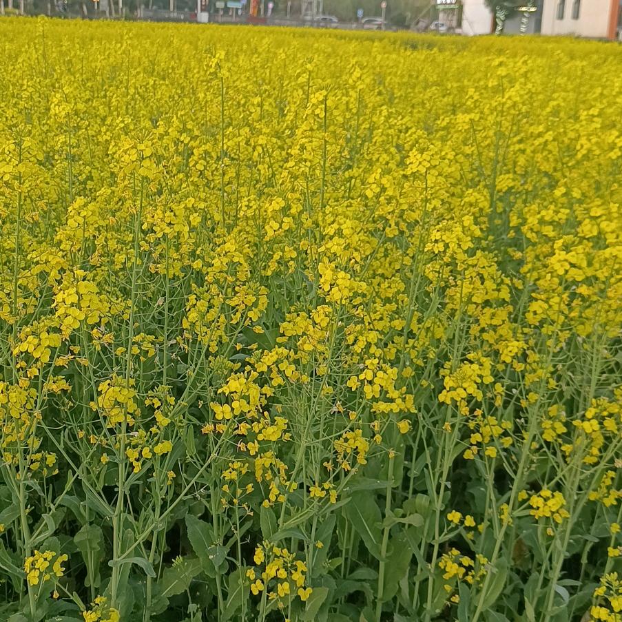 禅式头疗Miss赵