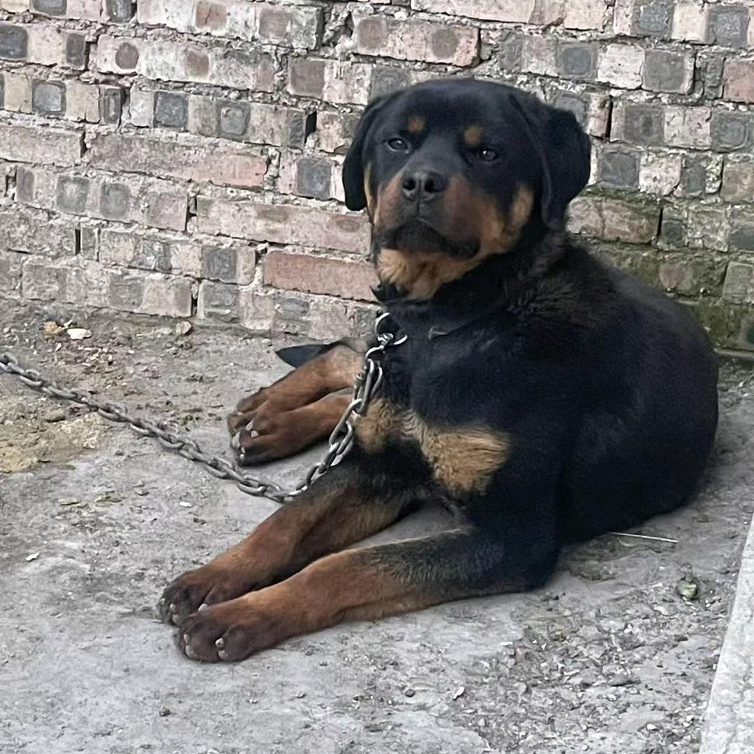 山西钱塘护卫犬
