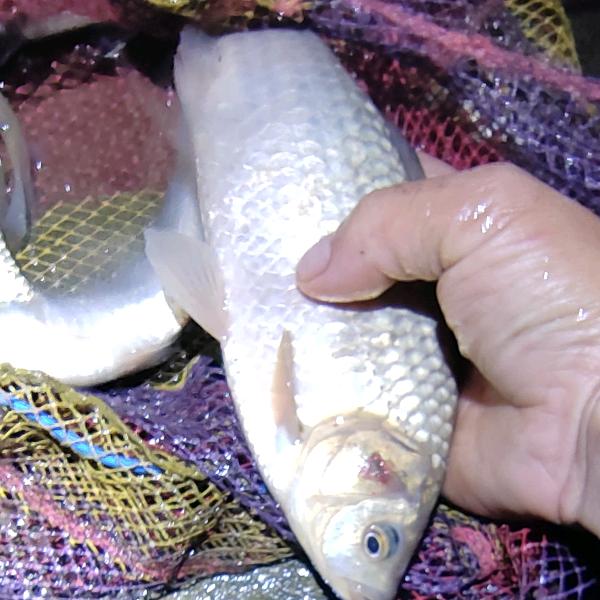 夏末【互】野钓🐟🐠🐬🦈🐳🐋