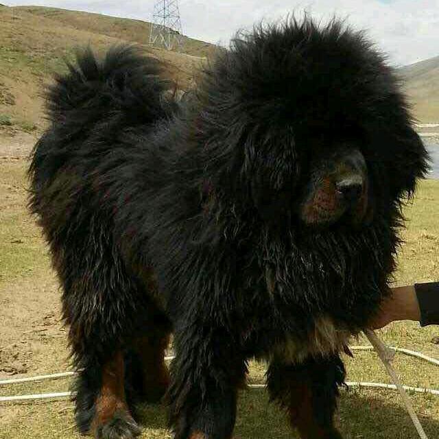 王子殿下