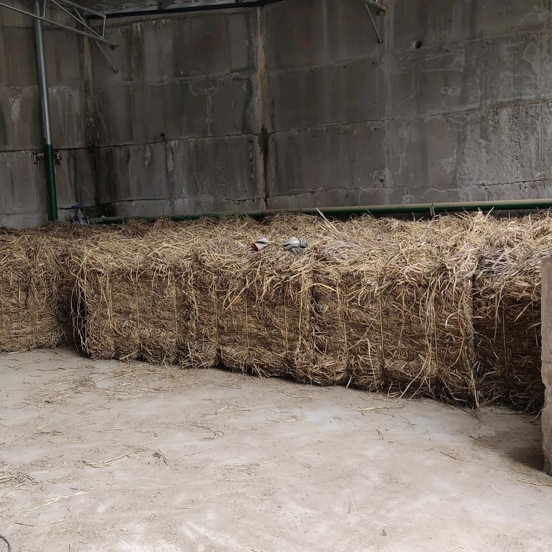 长期大量销售牛羊草料曲草