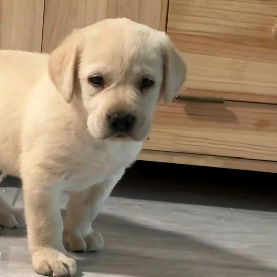 拉布拉多优选(买🐶思聊)