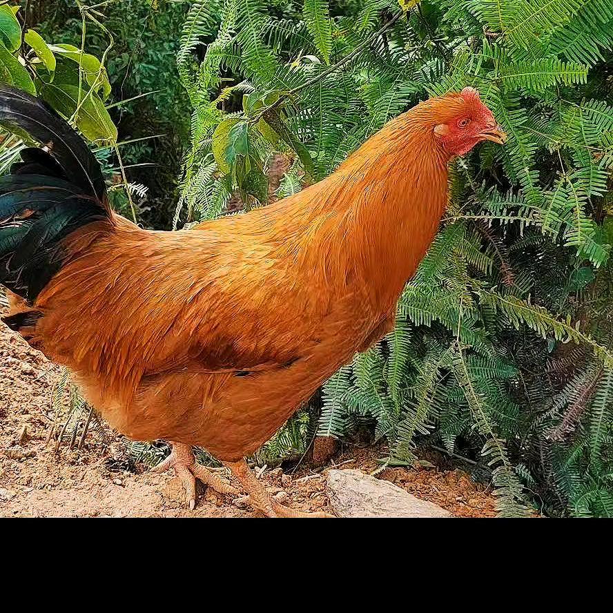 原生态土阉鸡养殖