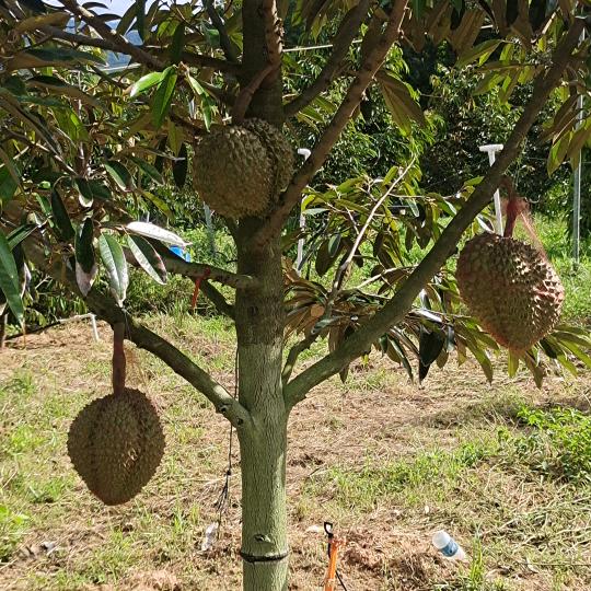 绿润果苗种植场