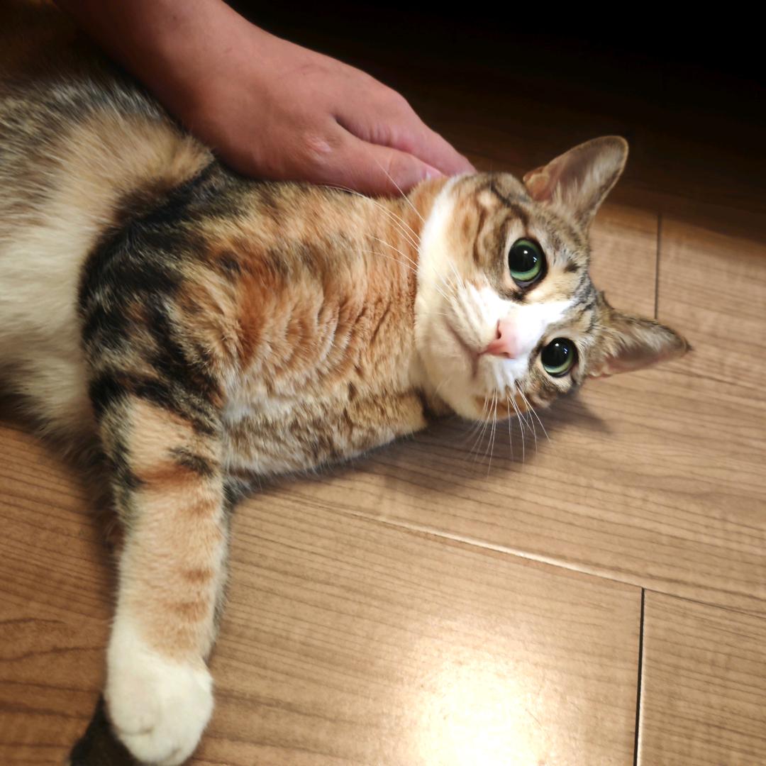 皮皮是只彩狸猫