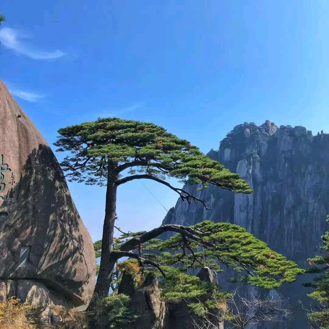 张总
