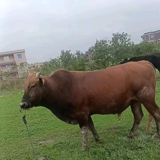 媚仔