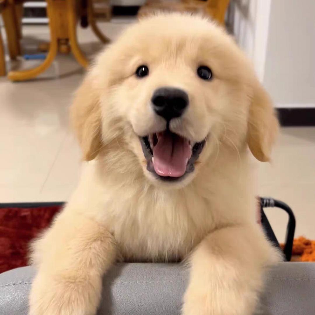 金毛，拉布拉多