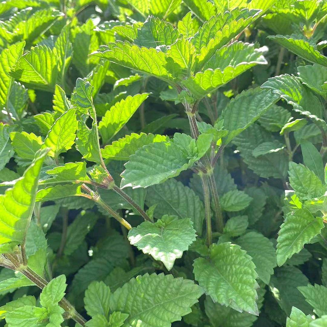 高州凉粉草供应